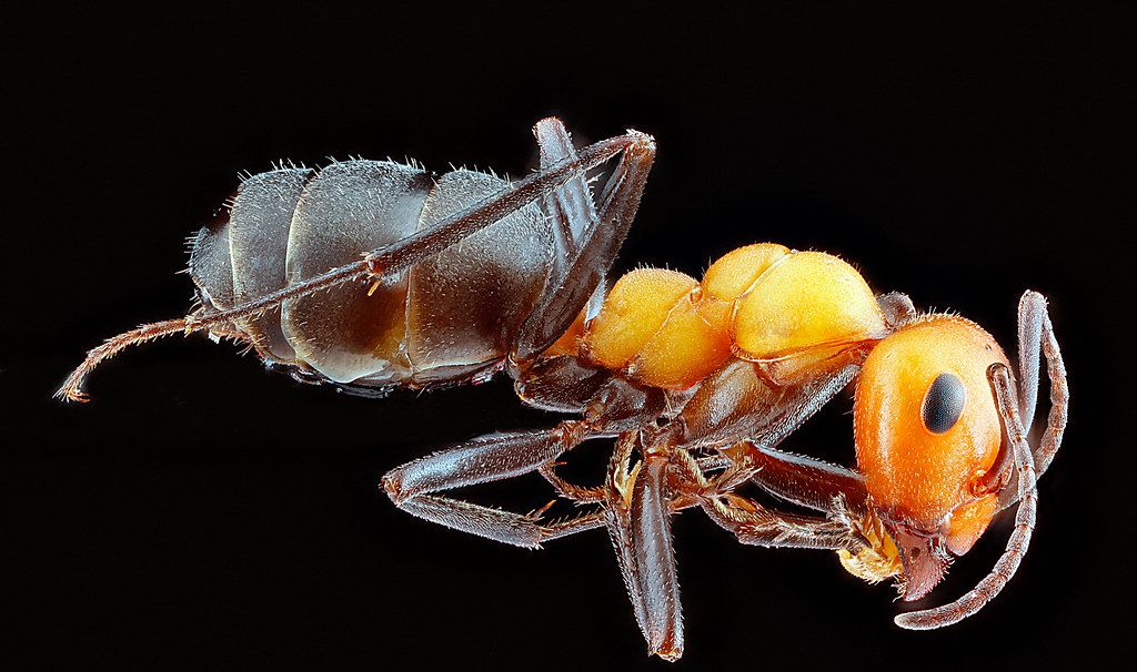 Ant Control service in Janesville, WI