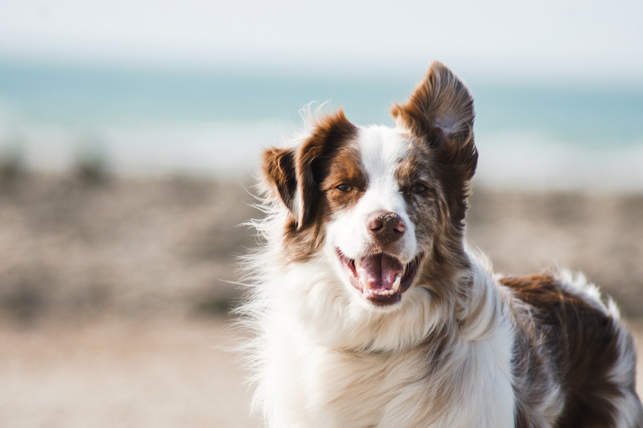 Flea & Tick Control service in Janesville, WI