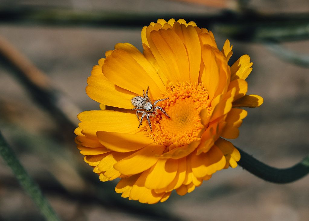 Spider Control service in Janesville, WI